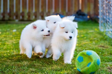 Cost of white magic samoyed puppies